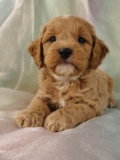 Male Cockapoo Puppy for Sale #18 Born July 5, 2011